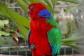 Kadavu shining parrot (Prosopeia splendens)