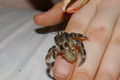 Land hermit out of its shell. Is this a baby coconut crab?