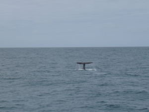 whale tail by Robyn