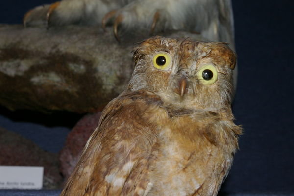 the rare googly-eyed owl.