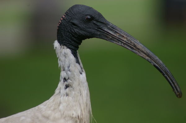 white ibis (Threskiornis molucca)