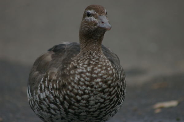 female wood duck (Chenonetta jubata)
