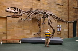 dinosaur skeleton at the Australian Museum