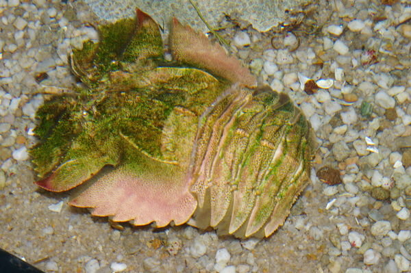 "Balmain bug" (Ibacus peronii), an Australian crustacean