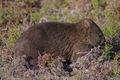 common wombat (Vombatus ursinus)