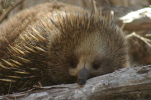 awww, the face of a wee echidna (Tachyglossus aculeatus)