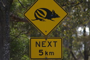 watch for bandicoots!