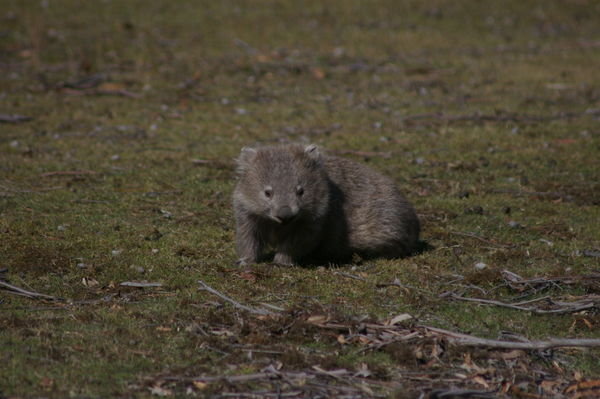 is there anything cuter than a bubby wombat...?