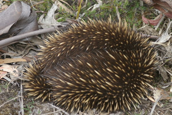 ...how about an echidna? Aww, he thinks he's hiding.