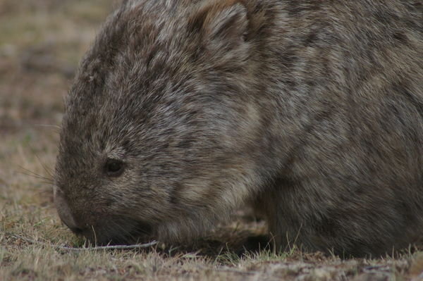 a different wombat, in close-up