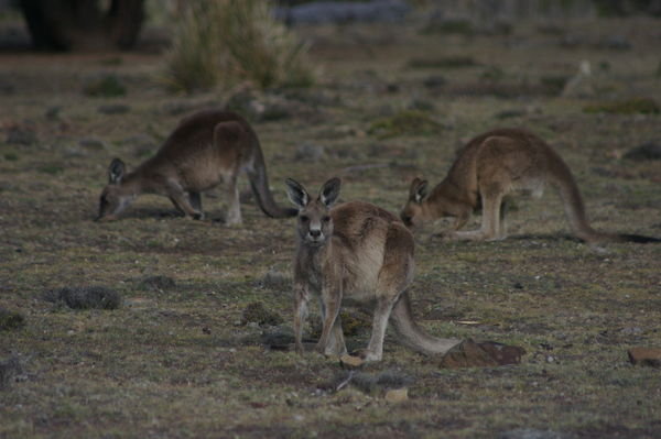eastern grey kangaroos (Macropus giganteus), called forester kangaroos in Tasmania