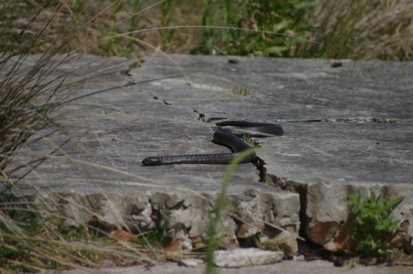 tiger snake (Notechis ater)