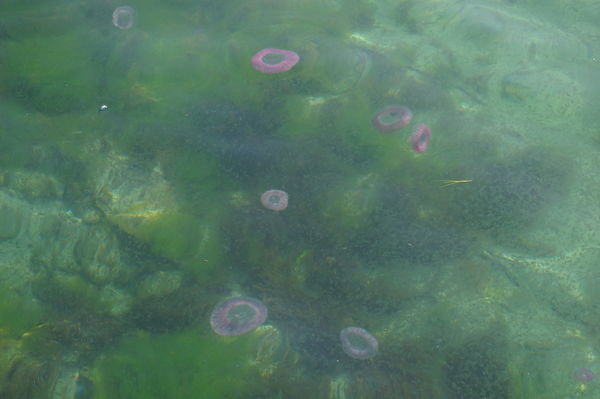 jellyfish in a soup of salps