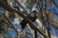 black currawong (Strepera fuliginosa), one of Tasmania's endemic birds