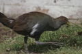and another one, the Tasmanian native hen (Gallinula mortierii). Sneaky sneaky 