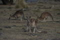 eastern grey kangaroos (Macropus giganteus), called forester kangaroos in Tasmania