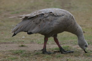 Cape Barren goose (Cereopsis novaehollandiae)