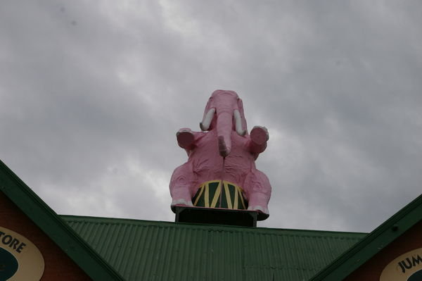 pink elephant on a potty in Timaru