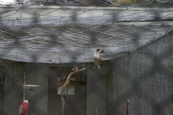 this sparrow got so depressed that it got into the Ashburton Botanic Gardens aviary and hanged itself!