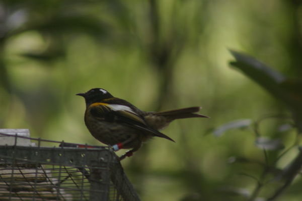 male stitchbird (Notiomystis cincta) at Karori