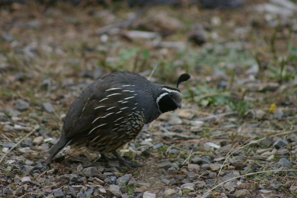 male Californian quail (Callipepla californica) at Karori