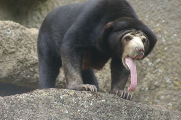sun bear tongue!