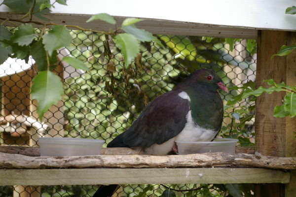 NZ pigeon (Hemiphaga novaeseelandiae) at Nga Manu
