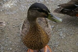 anticipatory duck at Nga Manu