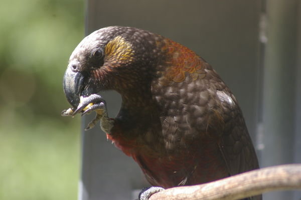 North Island kaka (Nestor meridionalis septentrionalis) -- how's that for a Latin name! -- at Mt. Bruce