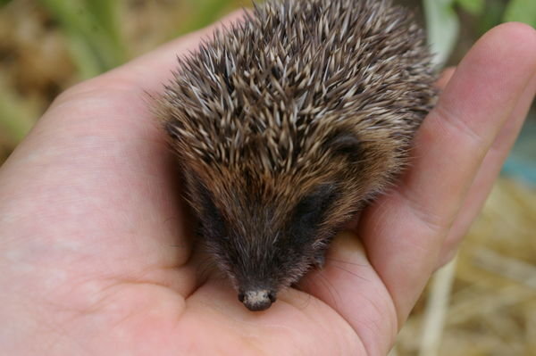 and finally, Spike the baby hedgehog who lives in my sister's garden