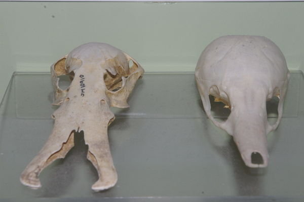 platypus and echidna skulls