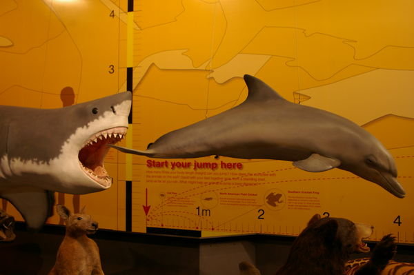 great white shark and dolphin at the "Museum Zoo"