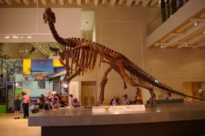 Muttaburrasaurus skeleton
