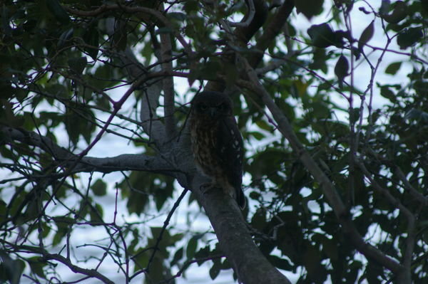 southern boobook owl (Ninox boobook), in the mangroves at the Botanic Gardens (not a good photo I know, but there you go)