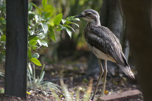 bush stone-curlew (Burhinus grallarius) at the Botanic Gardens