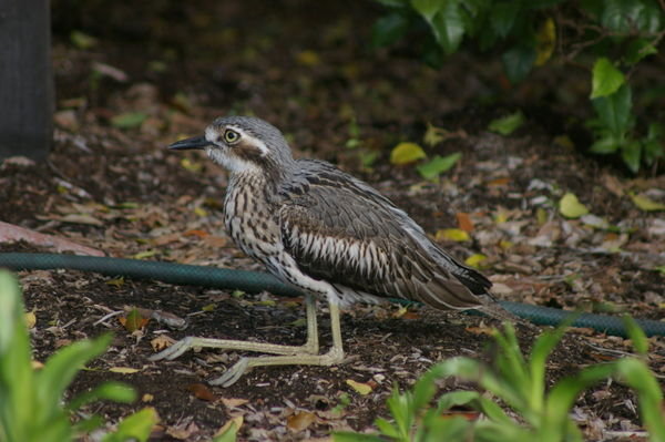 how bush stone-curlews sit down....