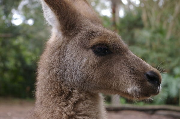 eastern grey kangaroo (Macropus giganteus) at Alma Park Zoo