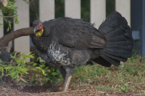 Australian brush-turkey (Alectura lathami)