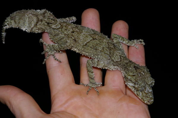 leaf-tailed gecko (Saltuarius swaini), now my most favourite of all reptiles I have found in the wild