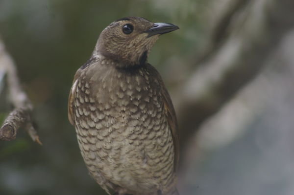 female regent bowerbird (Sericulus chrysocephalus)