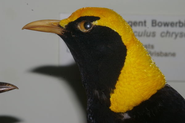 male regent bowerbird