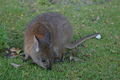 wee bubby red-necked pademelon (Thylogale thetis). All together now, awwwww!
