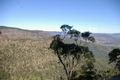 view of eucalyptus woodland from Python Rock