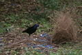 and the bowerbird at the bower (from a different angle)