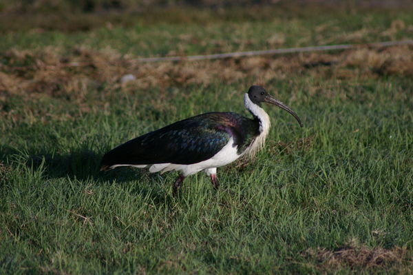 straw-necked ibis (Threskiornis spinicollis)