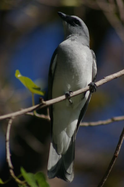 white-bellied cuckoo-shrike (Coracina papuensis)