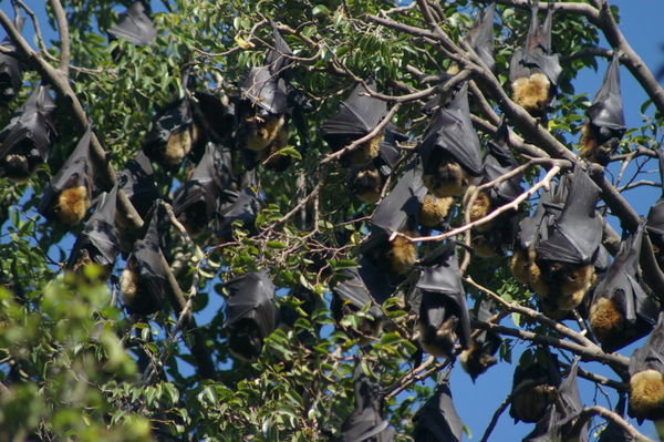 spectacled flying foxes (Pteropus conspicillatus) near the library in Cairns