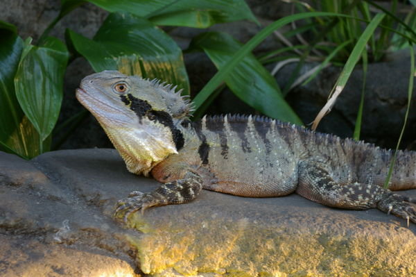 eastern water dragon (Physignathus leseuerii) at the Cairns Wildlife Dome