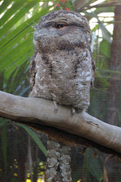 Papuan frogmouth (Podargus papuensis) at the Cairns Wildlife Dome 