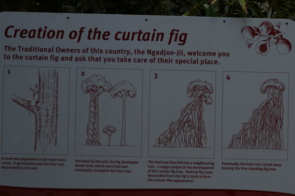 creation of the Curtain Fig